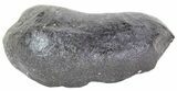 Fossil Whale Ear Bone - Miocene #63539-1